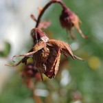 BİZ’DİK, BEN DER OLDUK