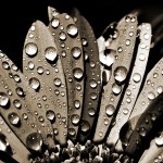 Hz. Peygamber’in İletişimindeki Sevgi