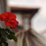 BU ÜMMETİN YUSUF’U