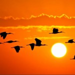 Dudu Kuşu’nun Dileği