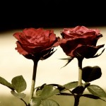 Tasavvufta Kadın (Süleyman Uludağ)