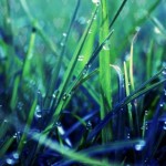 Fitneye Alternatif Bakış: İbn Ömer