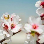 Söz âlimde güzeldir!