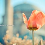 Duygularımız Ne Kadar Mümin?