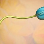 NÂŞİZE Kadınları Dövmek mi Yoksa Evden Uzaklaştırmak Gibi Bir Disiplin Cezası Vermek mi ?