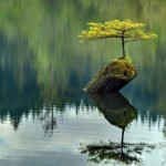 Kardeşlik Ayrı Cesetlerde Bir Ruhtur