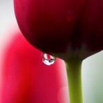 Akaid Ne Demektir Akaid İlminin Konusu ve Gayesi Nedir ?