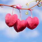 Haklı Olmak mı Mutlu Olmak mı?