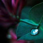 Hz. Cebraile benzeyen Dihye İbnu Halife idi.”