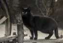 Batıl inanç mı? O da ne?