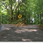 Kader ve irade üzerine (1)