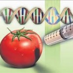 GDO’NUN KANITLANMIŞ 12 AYRI ZARARI  GIDA GÜVENLİĞİ HAREKETİ