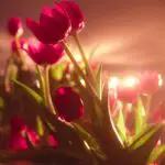 Hz. Peygamber ve Gençlik – Prof. Dr. Bünyamin Erul