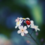 Yılan, Havva, Adem Arasında Geçen Olaylara  İslam ve Yahudiğin Bakışı