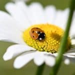 Erkeğin Hayatında Üç Önemli Kadın! – Sema Maraşlı