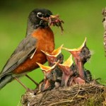 Merhametin Yoksa Kardeş Değilsin