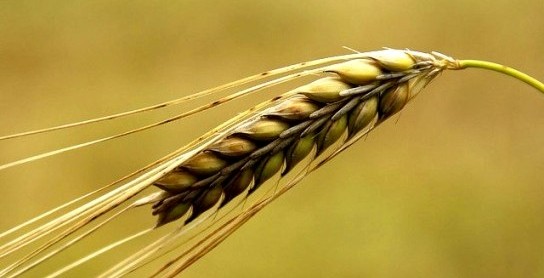 HZ. PEYGAMBER ÖRNEKLİĞİNDE SÖZLÜ VE SÖZSÜZ İLETİŞİM1