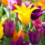 Hanefi Usulcülere Göre Hz. Peygamberin Fiilleri