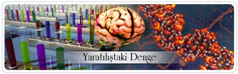 Yaratılıştaki denge: İnşa delili